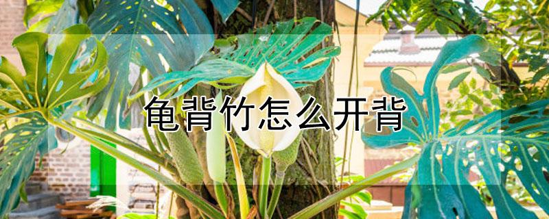 龟背竹怎么开背 龟背竹怎么开背多