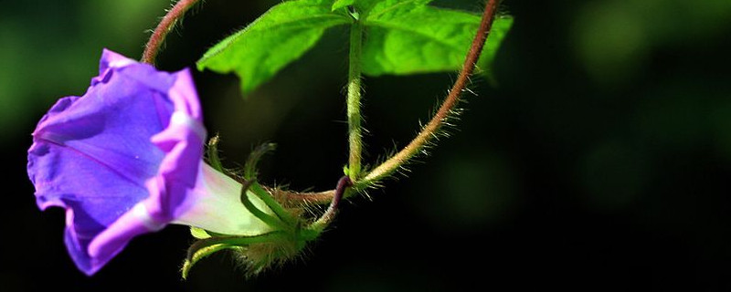 牵牛花有毒么 牵牛花有毒么能吃吗