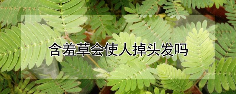 含羞草会使人掉头发吗 含羞草会使人掉头发吗视频