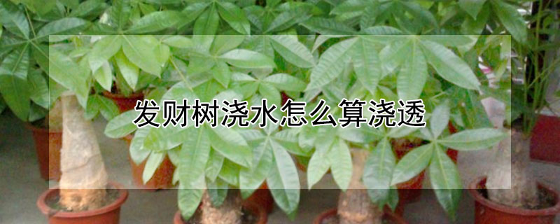 发财树浇水怎么算浇透 怎样区分发财树浇水过多和过少