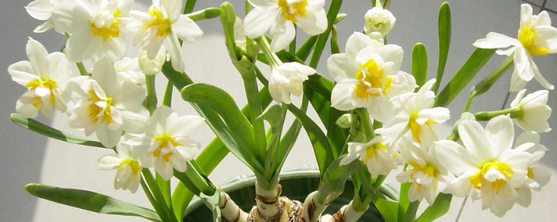 水仙花是什么季节开的 水仙花是什么季节开的答案