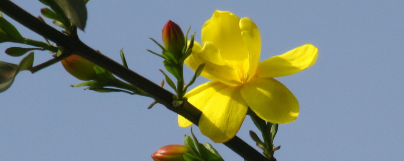 迎春花叶子上白色的霜（迎春花叶上有白毛是什么）