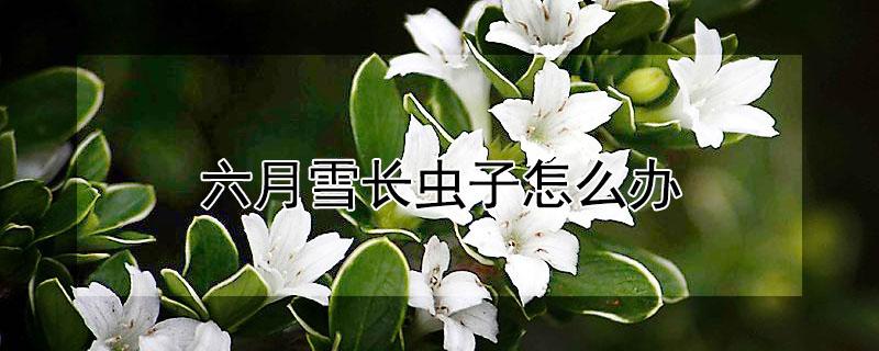 六月雪长虫子怎么办（六月雪虫害图片）