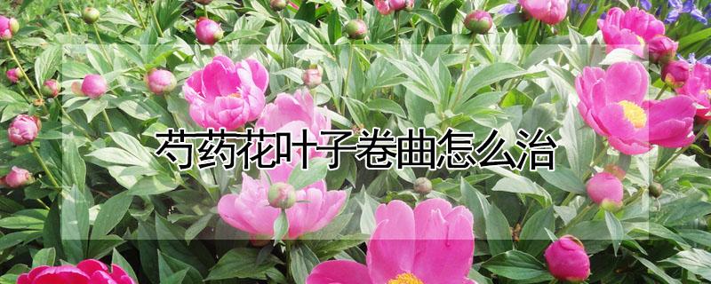 芍药花叶子卷曲怎么治（芍药花叶子卷曲怎么治疗视频）