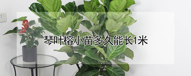 琴叶榕小苗多久能长1米（琴叶榕小苗多久能长1米高）