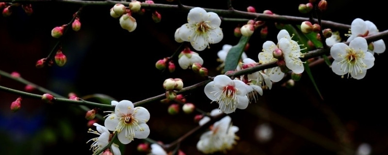 梅花和腊梅的区别 梅花和腊梅的区别是什么