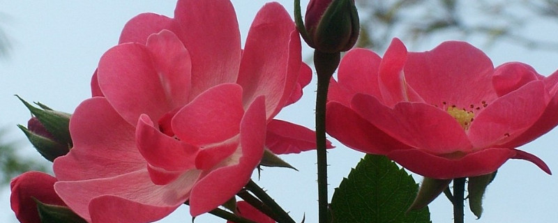 蔷薇花为什么会粉变白 蔷薇花发白是怎么了