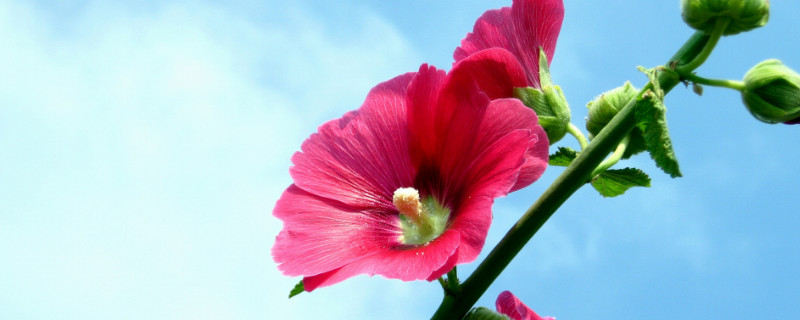 芙蓉花是怎么繁殖的 芙蓉花是怎么繁殖的视频