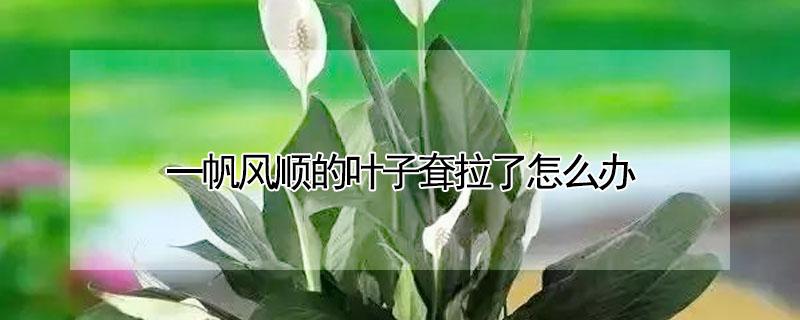 一帆风顺的叶子耷拉了怎么办 一帆风顺的叶子耷拉下来怎么办