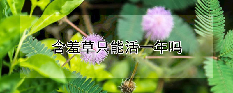 含羞草只能活一年吗（含羞草可以多年生吗）