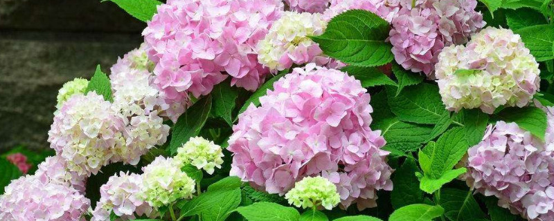 绣球花头软了怎么办 绣球花花头蔫了怎么办