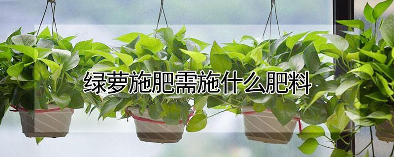 绿萝施肥需施什么肥料（绿萝施肥用什么肥料好）