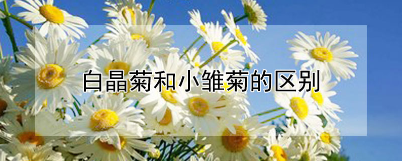 白晶菊和小雏菊的区别（白晶菊的幼苗长什么样子）