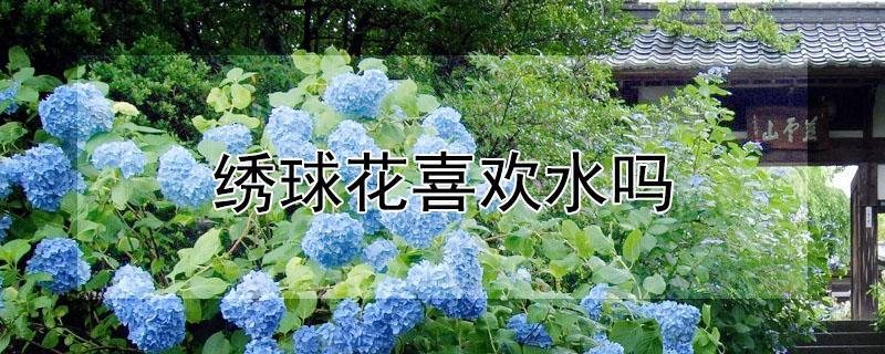 绣球花喜欢水吗（绣球花喜湿还是喜干）