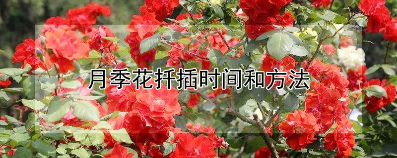 月季花扦插时间和方法 冬天月季花扦插时间和方法