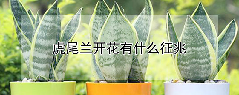 虎尾兰开花有什么征兆（虎尾兰开花有什么征兆吗）