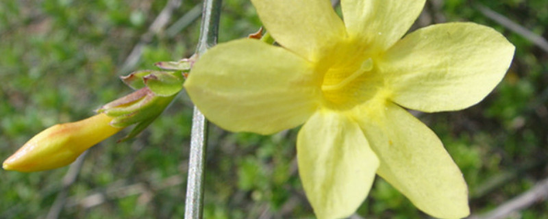 迎春花秋冬季节的养护 迎春花秋冬季节的养护注意事项
