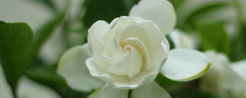 栀子花寓意（栀子花寓意和象征意义）