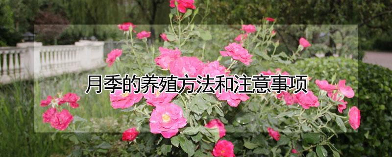 月季的养殖方法和注意事项 丰花月季的养殖方法和注意事项