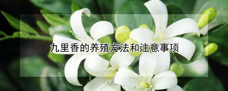 九里香的养殖方法和注意事项 小叶九里香的养殖方法和注意事项