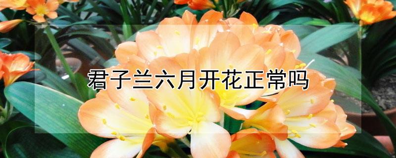 君子兰六月开花正常吗（君子兰六月开花正常吗怎么养）