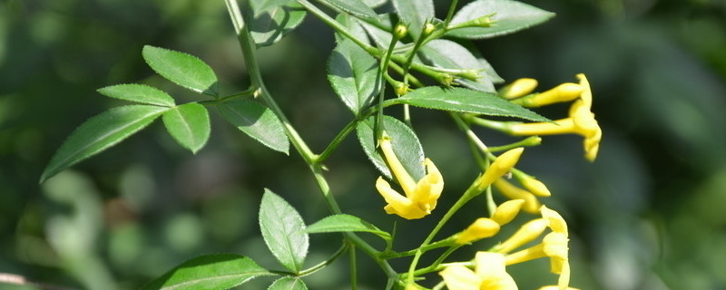迎春花根盆景如何修剪 迎春花根盆景如何修剪好看