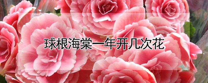 球根海棠一年开几次花（球根海棠花期多长时间）