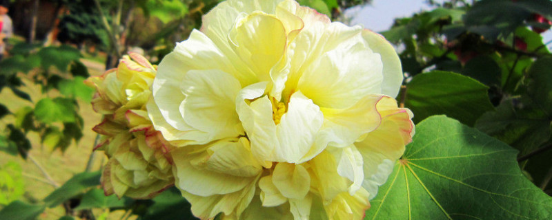 芙蓉花有几种颜色（芙蓉花有几种颜色开花）