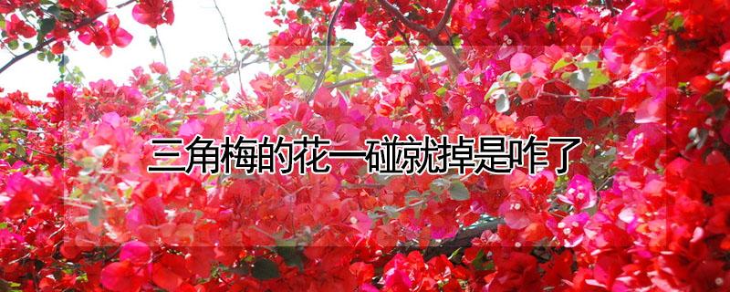 三角梅的花一碰就掉是咋了 三角梅突然花全掉了是什么原因