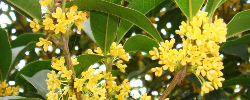 桂花有毒吗（桂花有毒吗?）