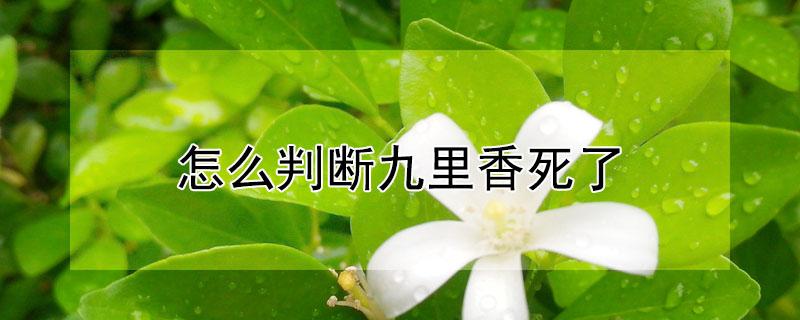 怎么判断九里香死了 九里香怎么分真假