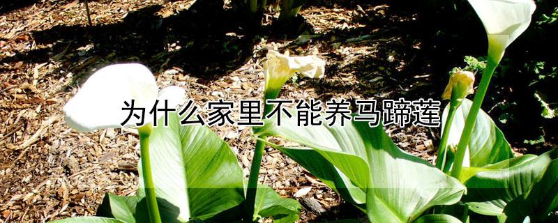 为什么家里不能养马蹄莲 致癌花卉第一名