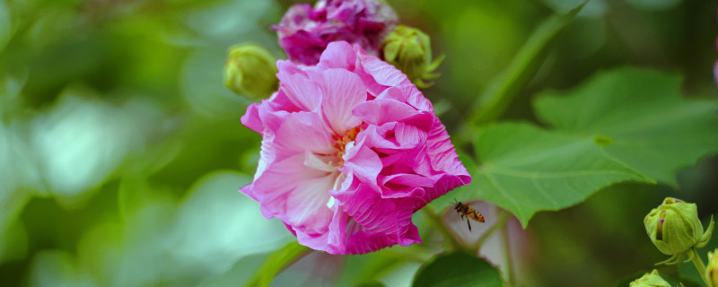 芙蓉花会结果吗（芙蓉花能插活吗?）
