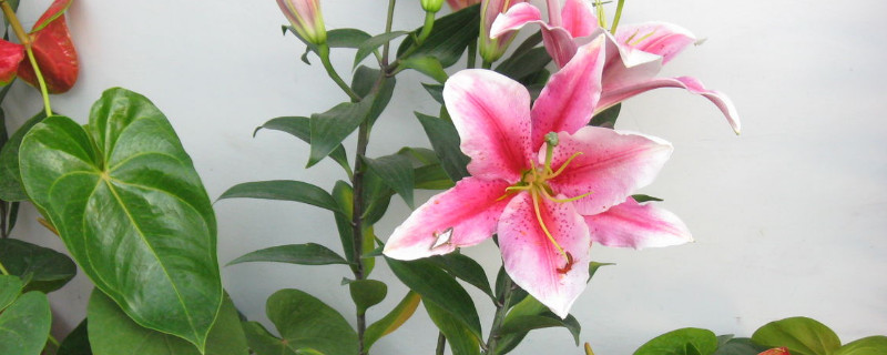 百合花种球怎么保存 百合花种球怎么保存时间长