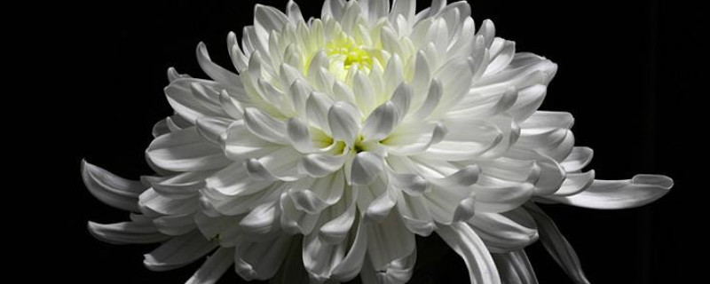 清明节为什么献菊花 清明节为什么要带菊花去扫墓