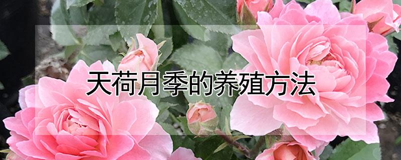 天荷月季的养殖方法（天荷月季怎么养）