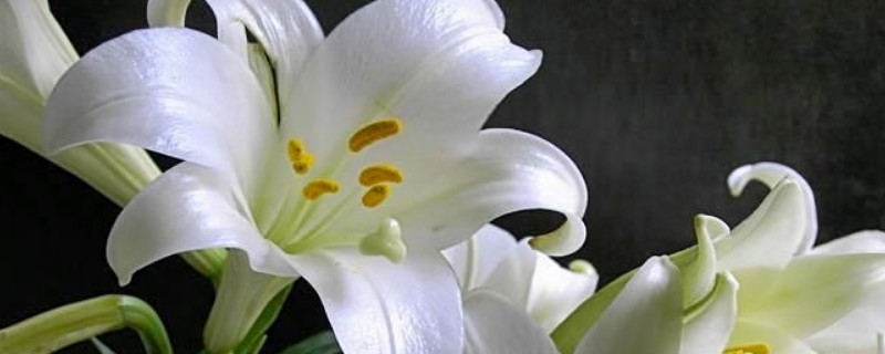 百合花有毒吗适合在室内养吗 百合花是否有毒?能否在室内放?
