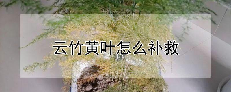 云竹黄叶怎么补救（云竹黄叶怎么办）