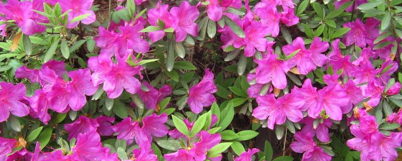 杜鹃花放哪里好（杜鹃花放哪里好养活）