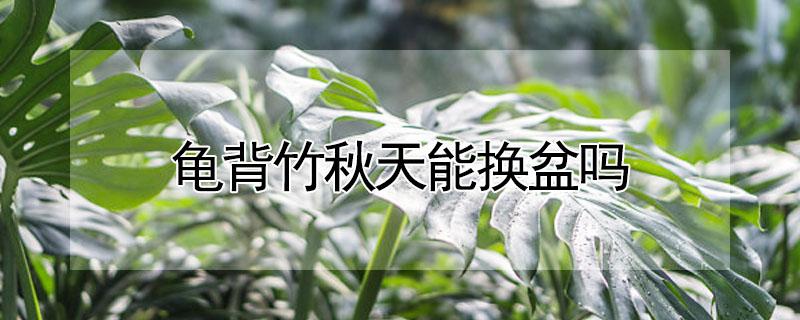 龟背竹秋天能换盆吗 龟背竹秋天能换盆吗怎么养