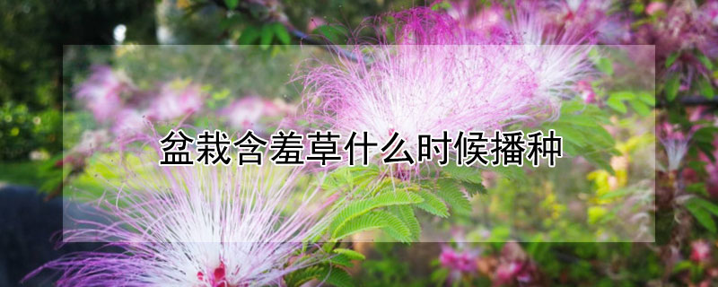 盆栽含羞草什么时候播种（盆栽含羞草什么时候播种好）