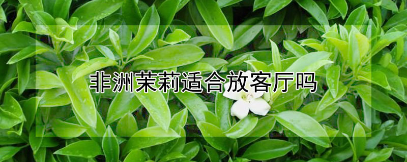 非洲茉莉适合放客厅吗（非洲茉莉适合放哪里）