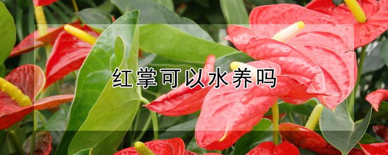 红掌可以水养吗 红掌可以水养吗怎么养