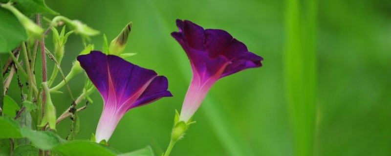 牵牛花怎么防止徒长与腐烂（如何让牵牛花爆盆）
