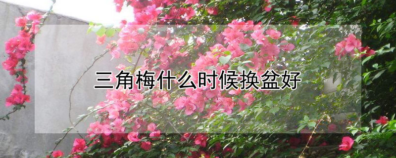 三角梅什么时候换盆好（三角梅什么时候换盆好活）