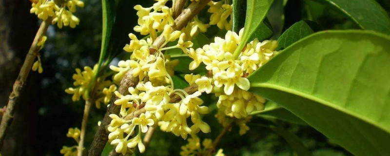 桂花不发芽是怎么回事（桂花为啥不发芽长叶）