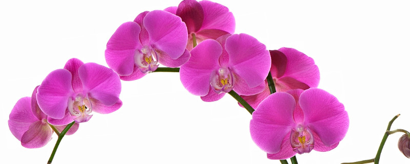 蝴蝶兰秋季剪根可以吗（蝴蝶兰秋季剪根可以吗怎么剪）