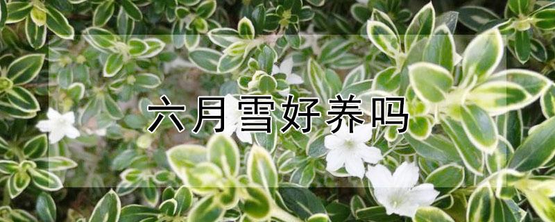 六月雪好养吗（红花六月雪好养吗）