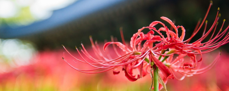 送彼岸花代表什么意思 送彼岸花是什么意思