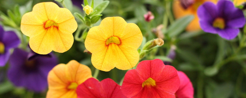 牵牛花喜欢阳光还是阴凉 牵牛花喜阳吗